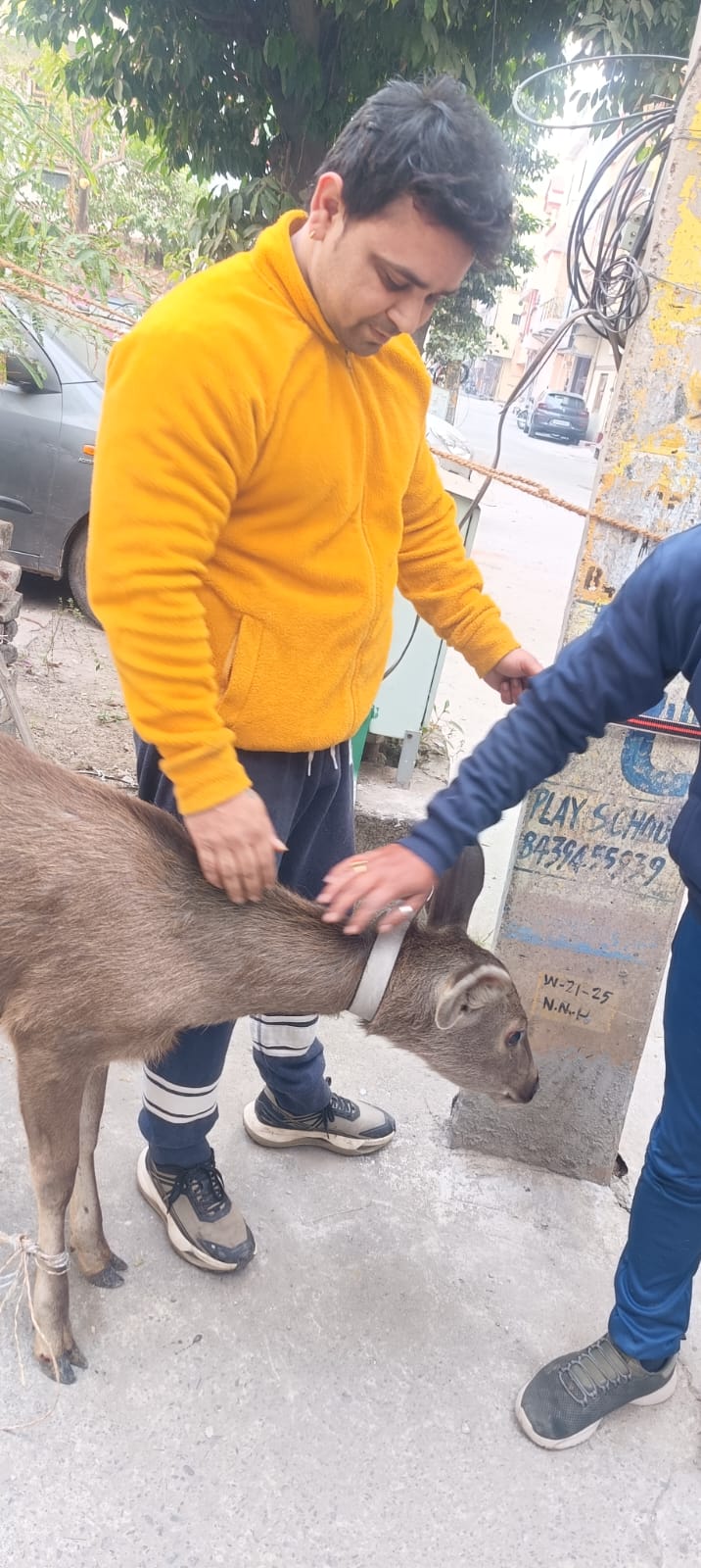 Dial 112 की तत्परता से बची सांभर के बच्चे की जान, रानीपुर मोड़ पर सफल रेस्क्यू